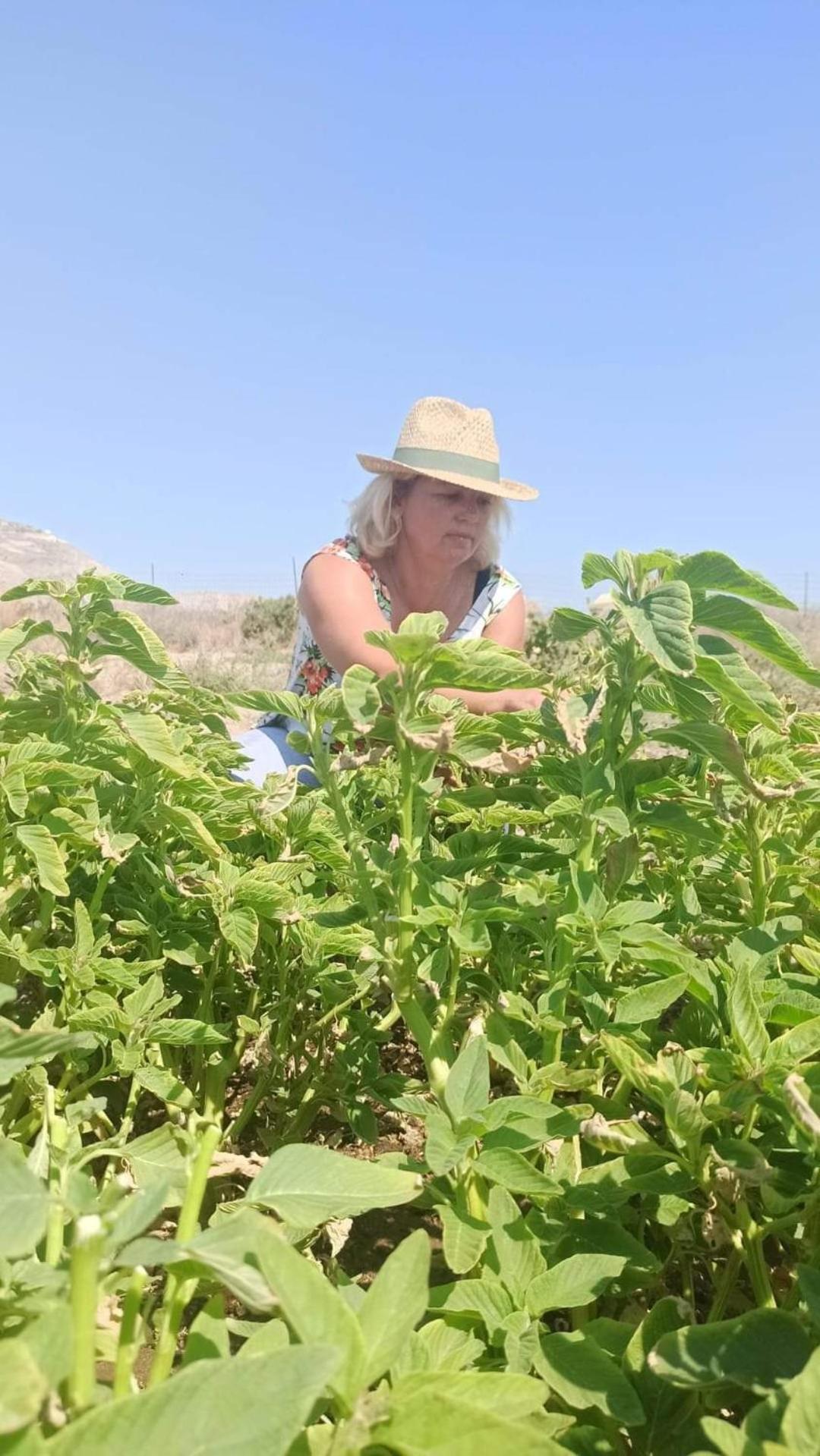 Ab Green Living Santorini Εμπορειό Εξωτερικό φωτογραφία
